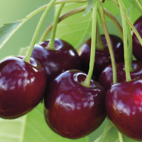 Frutales