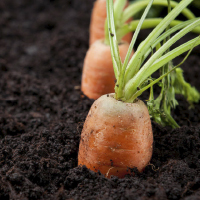 Hortícolas
