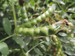 Para la ayuda a los cultivos proteícos, Semilla Certificada