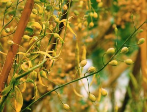 La Camelina está de moda