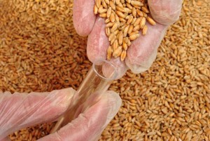 El origen de las enfermedades de los cereales y cómo podemos prevenirlas