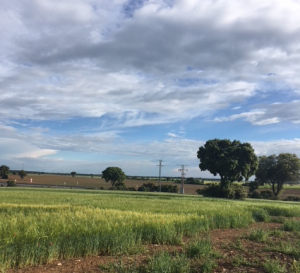 Secebalsa organizará una jornada de campo el 7 de junio