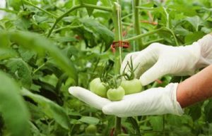 2020: Año de la Sanidad Vegetal